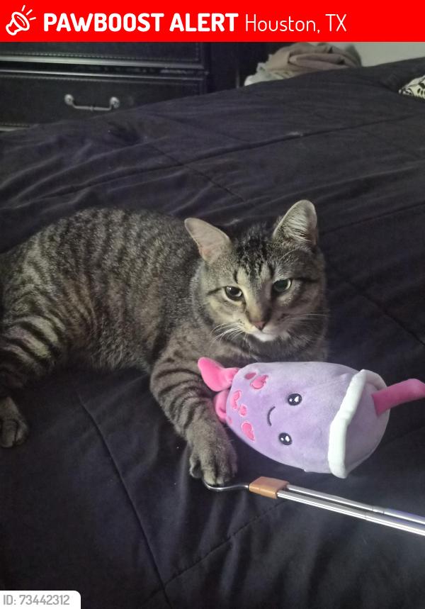 Lost Male Cat last seen Camden Park near Loveland Pass and Medicine Bow Cir, Houston, TX 77067