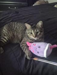 Lost Male Cat last seen Camden Park near Loveland Pass and Medicine Bow Cir, Houston, TX 77067