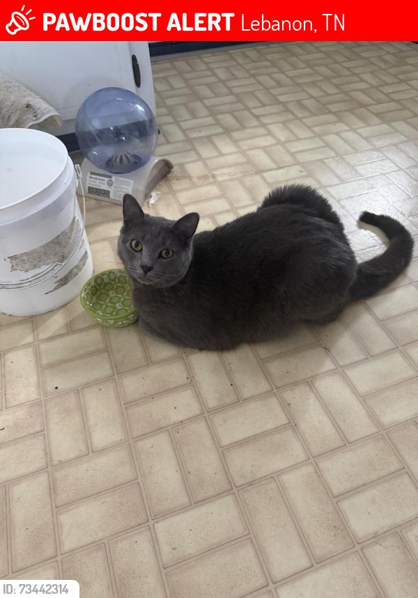 Lost Male Cat last seen He goes across the street from Quita Cir he sometimes goes behind shoneys, Lebanon, TN 37087