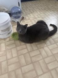 Lost Male Cat last seen He goes across the street from Quita Cir he sometimes goes behind shoneys, Lebanon, TN 37087
