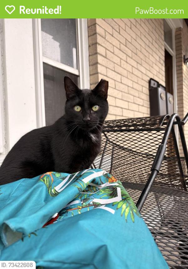 Reunited Male Cat last seen Between Hancock Ave. and Bowers st., Jersey City, NJ 07307