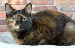 Found/Stray Unknown Cat last seen Behind the gate at 4240 18th street, San Francisco, CA 94114
