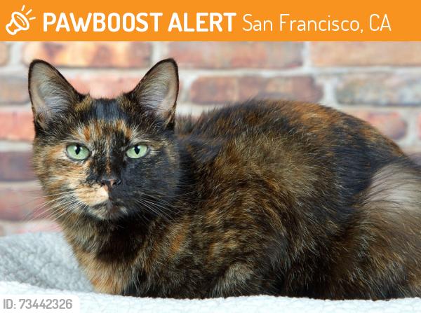 Found/Stray Unknown Cat last seen Behind the gate at 4240 18th street, San Francisco, CA 94114