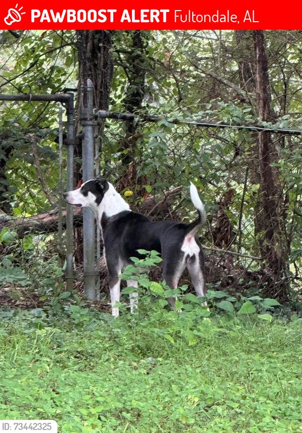 Lost Female Dog last seen Down the road from Fultondale Dog Park, Fultondale, AL 35068