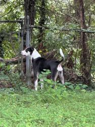 Lost Female Dog last seen Down the road from Fultondale Dog Park, Fultondale, AL 35068