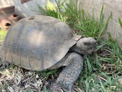 Found/Stray Male Reptile last seen On Colorado between Glendora & Wabash Ave, Glendora, CA 91740