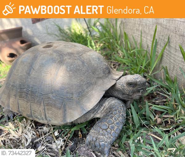 Found/Stray Male Reptile last seen On Colorado between Glendora & Wabash Ave, Glendora, CA 91740