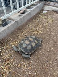 Found/Stray Unknown Other last seen McKellips and mesa dr, Mesa, AZ 85205