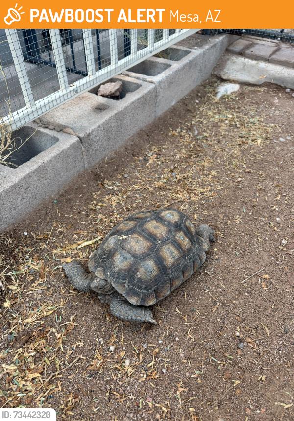 Found/Stray Unknown Other last seen McKellips and mesa dr, Mesa, AZ 85205