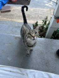 Found/Stray Female Cat last seen Bay Road & Spring Street, Redwood City, CA 94062