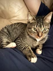Reunited Male Cat last seen SW Market and SW 18th, Goose Hollow, Portland, OR 97201