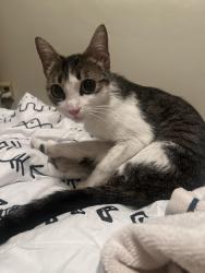 Reunited Female Cat last seen lincoln and walker, Cypress, CA 90630