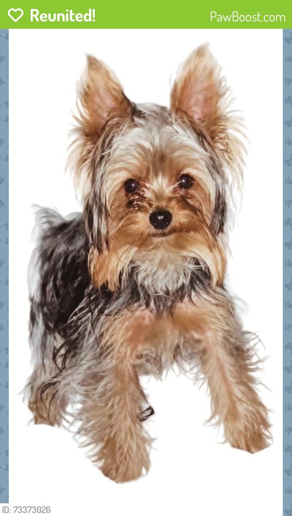 Reunited Male Dog last seen 19th Street @ Diamond, San Francisco, CA 94114