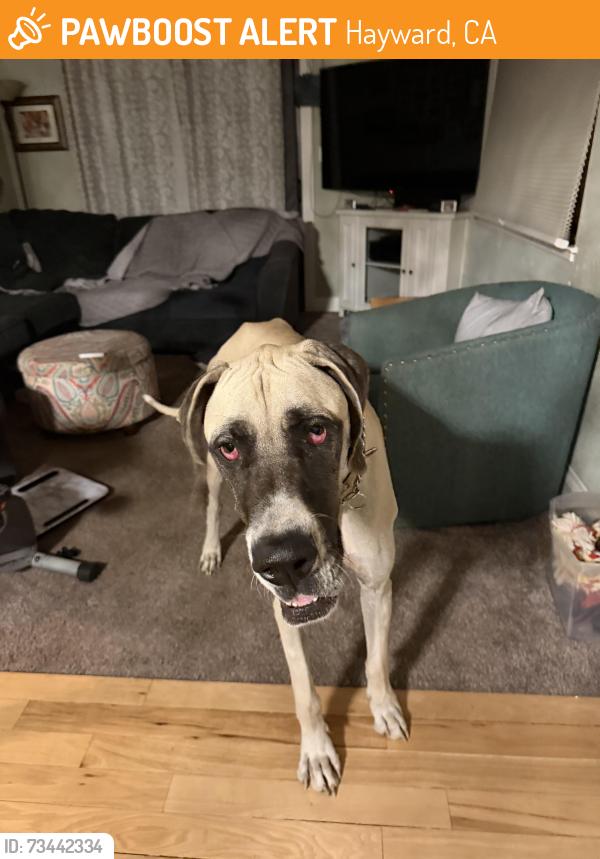 Found/Stray Female Dog last seen Jackson 92, Hayward, CA 94544