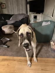 Found/Stray Female Dog last seen Jackson 92, Hayward, CA 94544