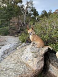 Lost Male Dog last seen West Michigan and 16th, Tucson, AZ 85714