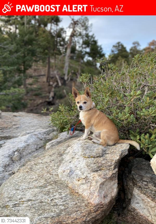 Lost Male Dog last seen West Michigan and 16th, Tucson, AZ 85714