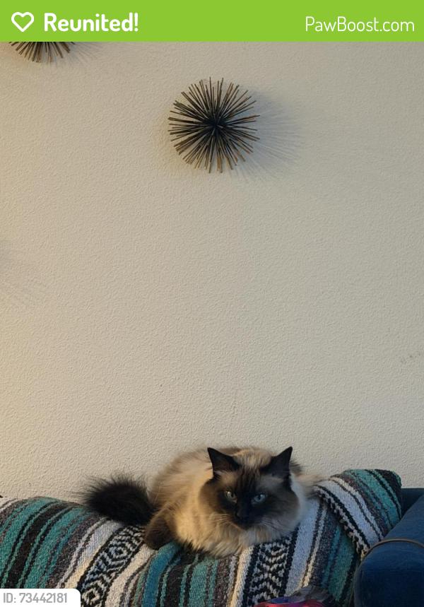 Reunited Female Cat last seen Aquatic on 4th street, Berkeley, CA 94710