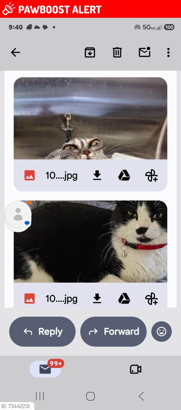 Lost Female Cat last seen Wall and knor, Spokane County, WA 99217