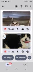 Lost Female Cat last seen Wall and knor, Spokane County, WA 99217