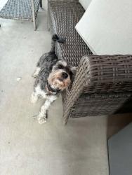 Lost Male Dog last seen Wilson, Rialto, CA 92316