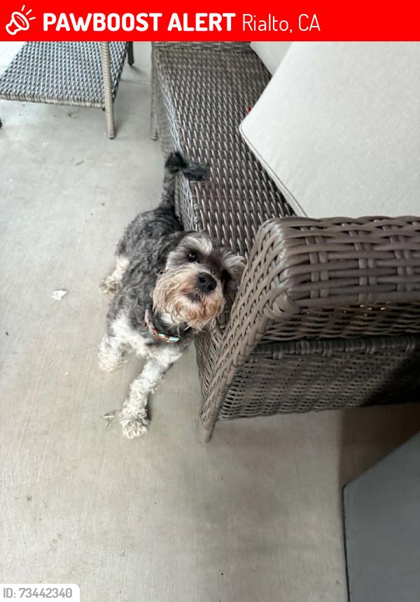 Lost Male Dog last seen Wilson, Rialto, CA 92316