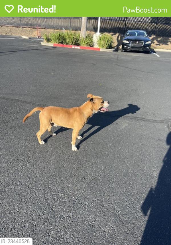 Reunited Male Dog last seen Near Fulton Dr and Watt, Fairfield, CA 94534