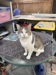 Lost Male Cat last seen 424th & 212th, 218th Ave SE and 416th enumclaw, Enumclaw, WA 98022