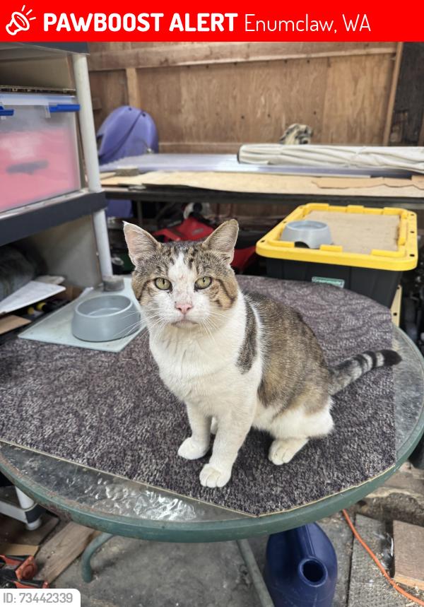 Lost Male Cat last seen 424th & 212th, 218th Ave SE and 416th enumclaw, Enumclaw, WA 98022