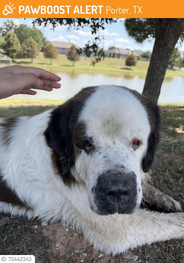 Found/Stray Unknown Dog last seen The Gregory apmts, Porter, TX 77365