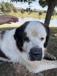 Found/Stray Unknown Dog last seen The Gregory apmts, Porter, TX 77365