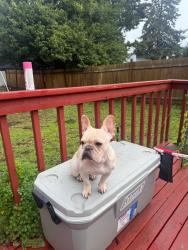 Lost Female Dog last seen 25th 27th F th D th, Auburn, WA 98002