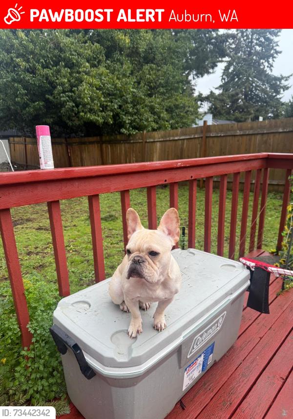 Lost Female Dog last seen 25th 27th F th D th, Auburn, WA 98002