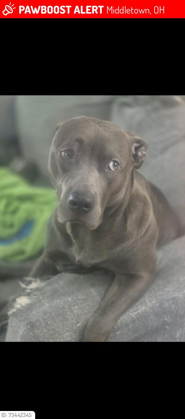 Lost Female Dog last seen days inn hotel middletown, Middletown, OH 45044