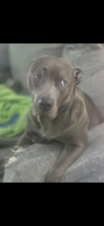 Lost Female Dog last seen days inn hotel middletown, Middletown, OH 45044
