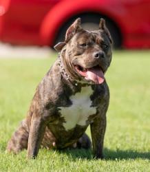 Lost Female Dog last seen Fenkell and pinehurst, Detroit, MI 48238