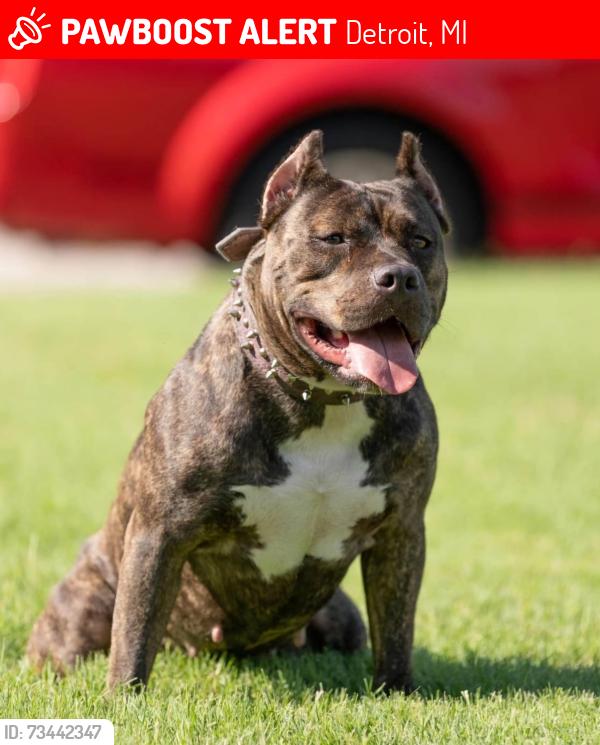 Lost Female Dog last seen Fenkell and pinehurst, Detroit, MI 48238
