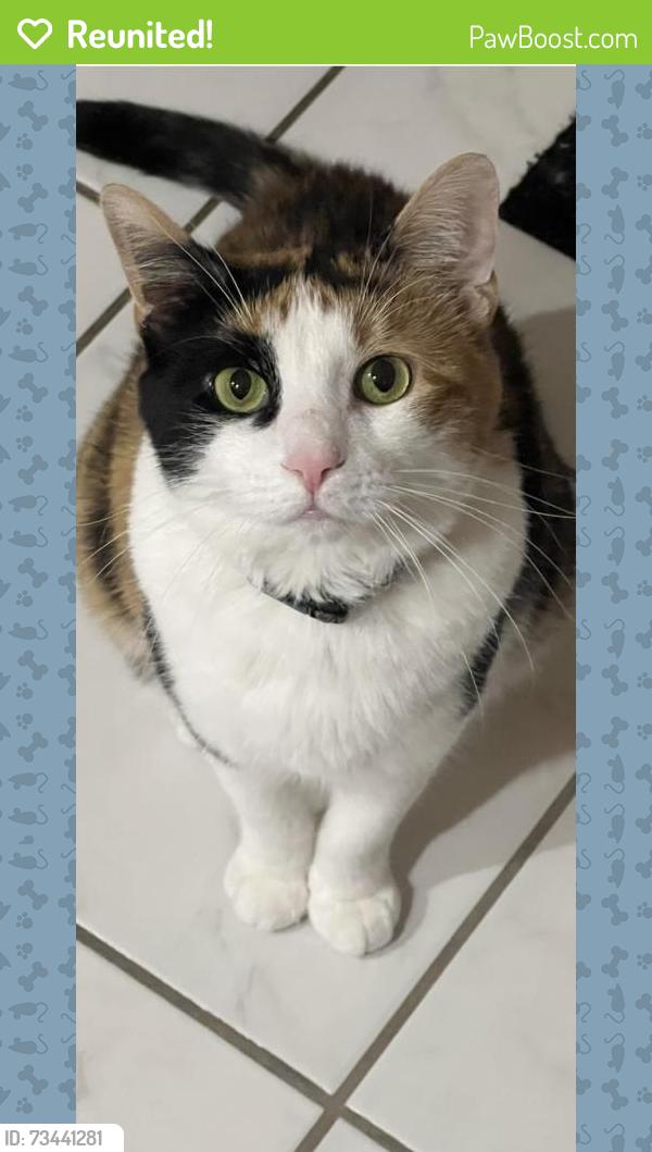 Reunited Female Cat last seen Church St and Potter Rd., Des Plaines, IL 60016