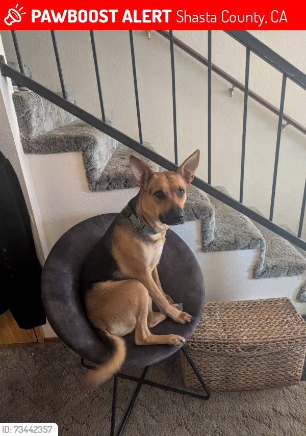 Lost Female Dog last seen Old Oregon trail & union school rd., Shasta County, CA 96003