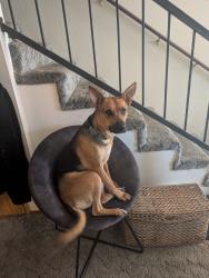 Lost Female Dog last seen Old Oregon trail & union school rd., Shasta County, CA 96003