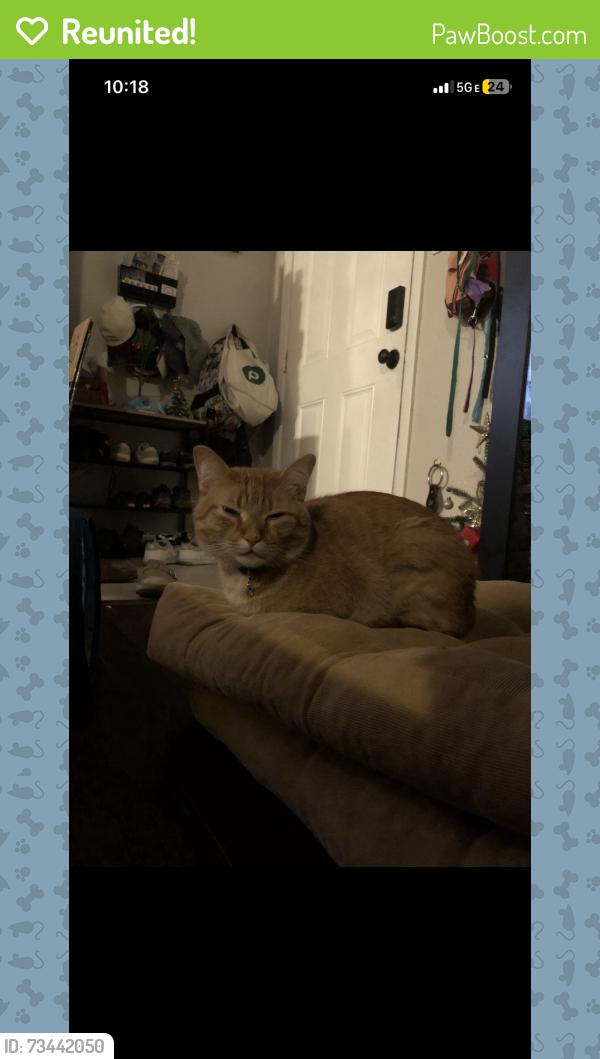 Reunited Male Cat last seen East bay and Rosery, Largo, FL 33770