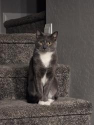 Lost Male Cat last seen Bristle Vale subdivision. Near Alta Dr, between Crossbridge Dr and Sky Vista Dr., Las Vegas, NV 89138