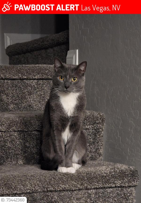 Lost Male Cat last seen Bristle Vale subdivision. Near Alta Dr, between Crossbridge Dr and Sky Vista Dr., Las Vegas, NV 89138