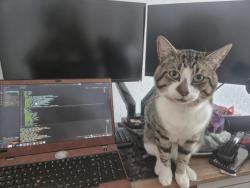 Lost Male Cat last seen Firzwarren St Lidl, Greater Manchester, England M6 5LA
