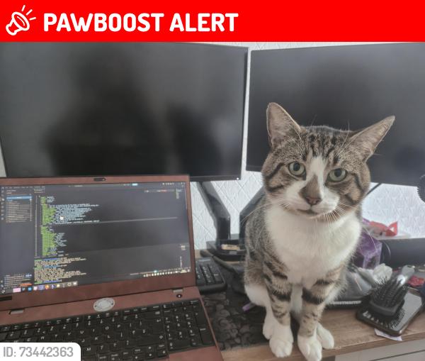 Lost Male Cat last seen Firzwarren St Lidl, Greater Manchester, England M6 5LA