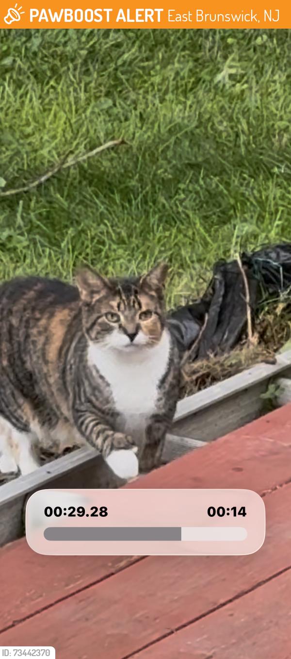 Found/Stray Female Cat last seen Bicentennial park, East Brunswick, NJ 08850