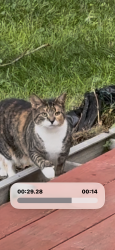 Found/Stray Female Cat last seen Bicentennial park, East Brunswick, NJ 08850