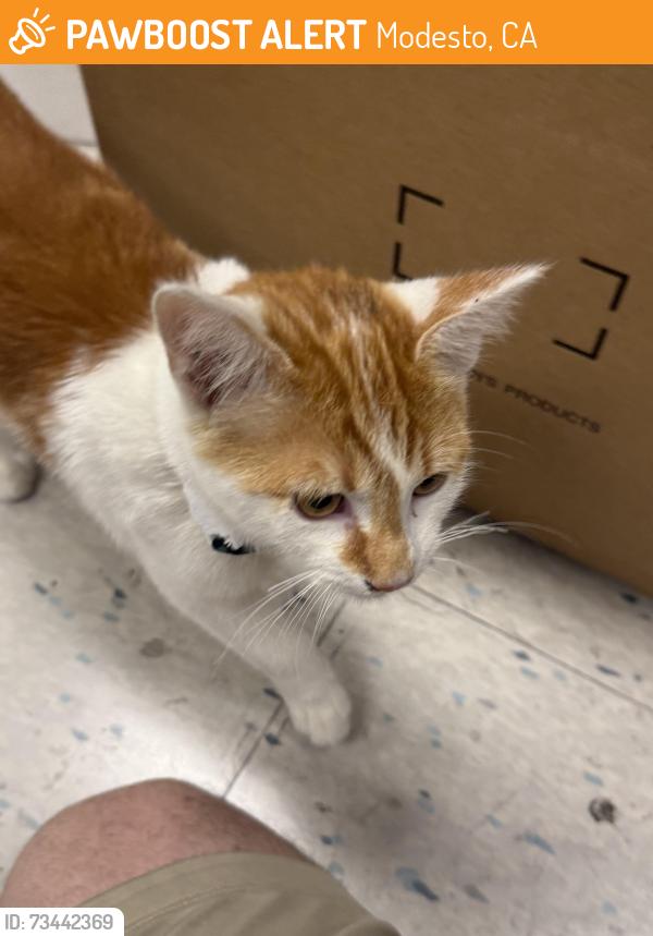 Found/Stray Unknown Cat last seen Tully and Bowen, Modesto, CA 95350