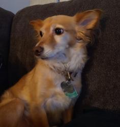 Reunited Female Dog last seen Springer Creek Trail, Roman Forest, TX 77357