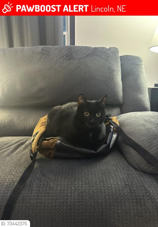 Lost Female Cat last seen 23rd and Holdrege, Lincoln, NE 68503